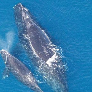 Watching Whale Abrolhos Islands