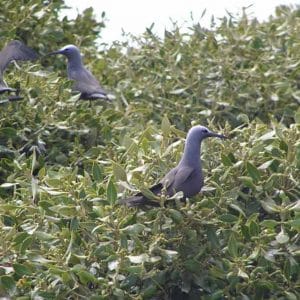 abrolhos islands discovery tours
