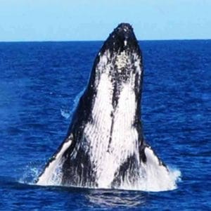 abrolhos islands discovery tours