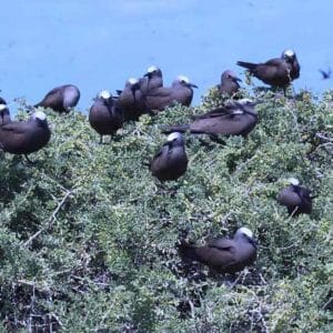 abrolhos islands discovery tours