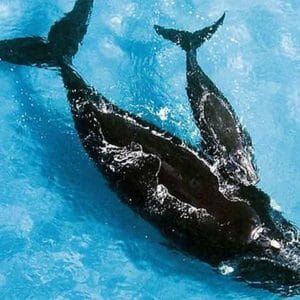 whale watching abrolhos islands3 600x600