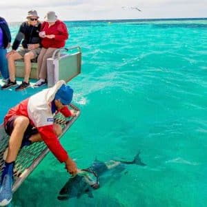 slider kingfish feeding