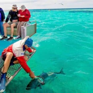 Fish feeding off the back of King Diver