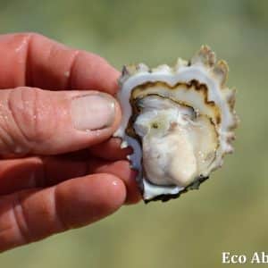 MASTER ABROLHOS SLIDESHOW 2018 111