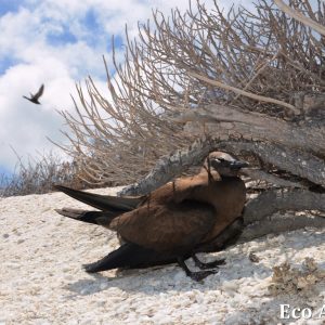 MASTER ABROLHOS SLIDESHOW 2018 113