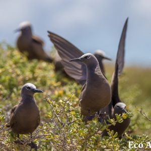 MASTER ABROLHOS SLIDESHOW 2018 116