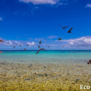 MASTER ABROLHOS SLIDESHOW 2018 117