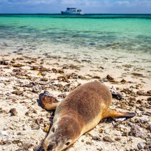 MASTER ABROLHOS SLIDESHOW 2018 118