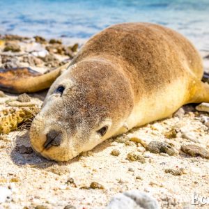MASTER ABROLHOS SLIDESHOW 2018 119