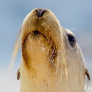 MASTER ABROLHOS SLIDESHOW 2018 122