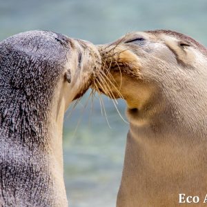 MASTER ABROLHOS SLIDESHOW 2018 123