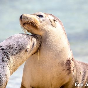 MASTER ABROLHOS SLIDESHOW 2018 124