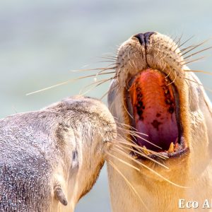 MASTER ABROLHOS SLIDESHOW 2018 125
