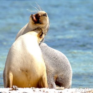MASTER ABROLHOS SLIDESHOW 2018 126