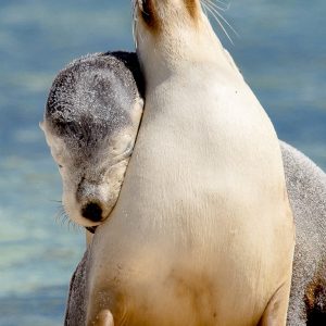 MASTER ABROLHOS SLIDESHOW 2018 127