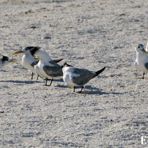 MASTER ABROLHOS SLIDESHOW 2018 133