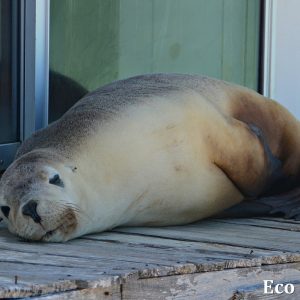 MASTER ABROLHOS SLIDESHOW 2018 153