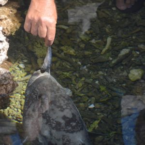 MASTER ABROLHOS SLIDESHOW 2018 160