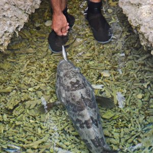 MASTER ABROLHOS SLIDESHOW 2018 162