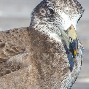 MASTER ABROLHOS SLIDESHOW 2018 166
