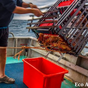 MASTER ABROLHOS SLIDESHOW 2018 174