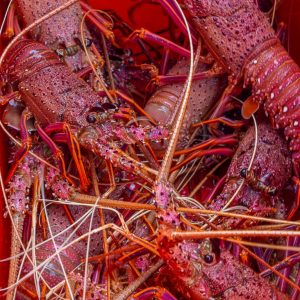 crayfish