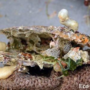 MASTER ABROLHOS SLIDESHOW 2018 229