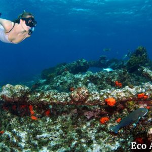 MASTER ABROLHOS SLIDESHOW 2018 235