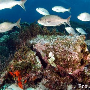 MASTER ABROLHOS SLIDESHOW 2018 236