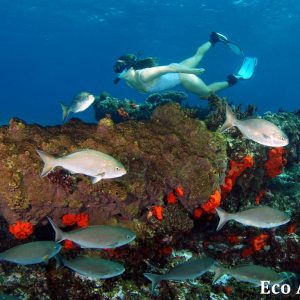 MASTER ABROLHOS SLIDESHOW 2018 237