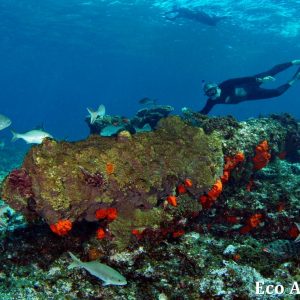 MASTER ABROLHOS SLIDESHOW 2018 238