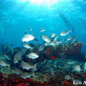 MASTER ABROLHOS SLIDESHOW 2018 240