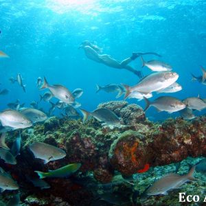 MASTER ABROLHOS SLIDESHOW 2018 241