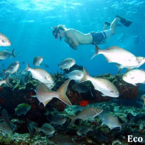 MASTER ABROLHOS SLIDESHOW 2018 242
