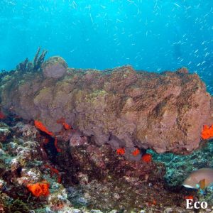MASTER ABROLHOS SLIDESHOW 2018 243