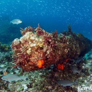 MASTER ABROLHOS SLIDESHOW 2018 244