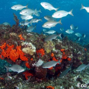 MASTER ABROLHOS SLIDESHOW 2018 245