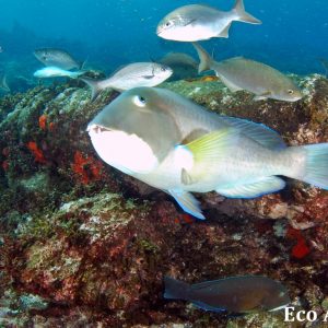 MASTER ABROLHOS SLIDESHOW 2018 246