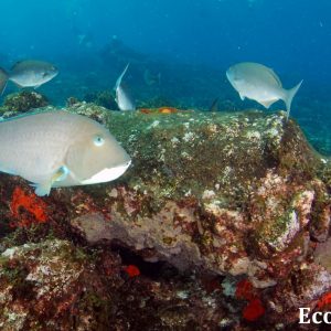 MASTER ABROLHOS SLIDESHOW 2018 247