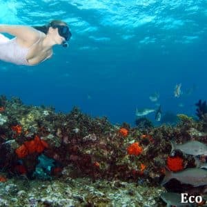 MASTER ABROLHOS SLIDESHOW 2018 248