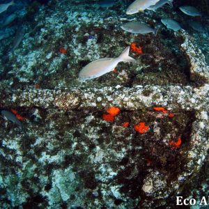 MASTER ABROLHOS SLIDESHOW 2018 249