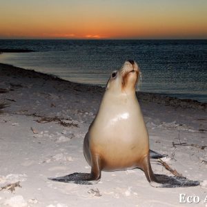 MASTER ABROLHOS SLIDESHOW 2018 254