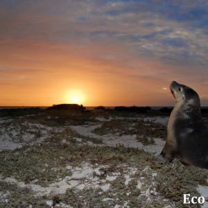 MASTER ABROLHOS SLIDESHOW 2018 256