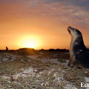 MASTER ABROLHOS SLIDESHOW 2018 257