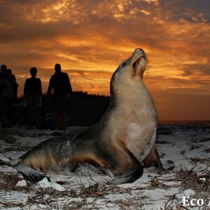 MASTER ABROLHOS SLIDESHOW 2018 258