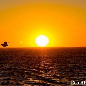 MASTER ABROLHOS SLIDESHOW 2018 267