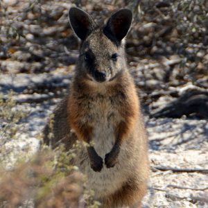 MASTER ABROLHOS SLIDESHOW 2018 280
