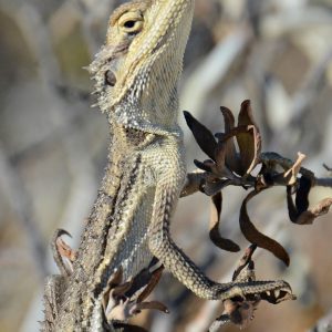 MASTER ABROLHOS SLIDESHOW 2018 284