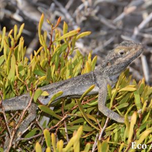 MASTER ABROLHOS SLIDESHOW 2018 286