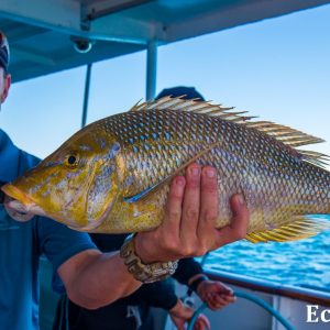 MASTER ABROLHOS SLIDESHOW 2018 304